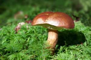 The Foundation of Healing: How Mushroom Spores are Revolutionizing Psychedelic Therapies The Foundation of Healing: How Mushroom Spores are Revolutionizing Psychedelic Therapies